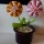 Blumen aus Toilettenpapierrollen selber machen – DIY